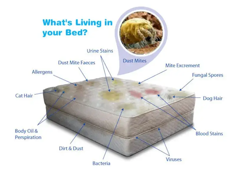 How do I remove urine from a mattress? - Mattress Cleaning Melbourne